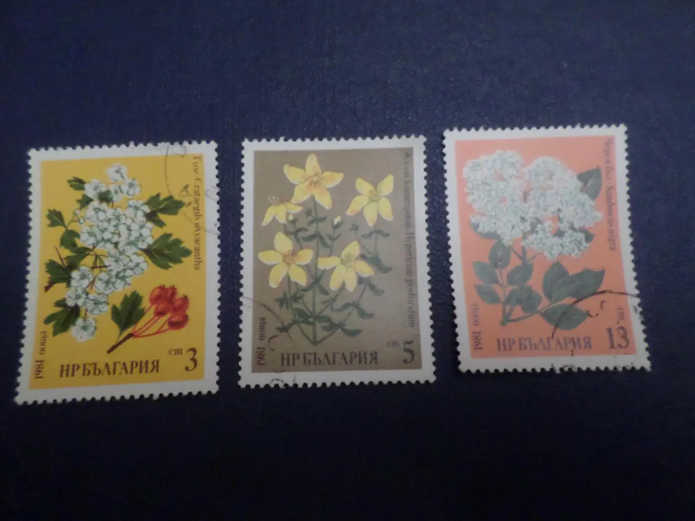 Марки Болгария флора Цветы 1981 г гаш