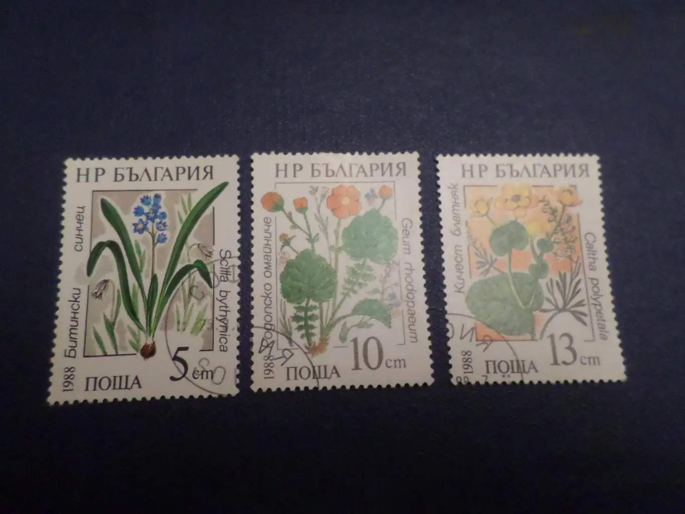 Марки Болгария флора Цветы 1988 г гаш