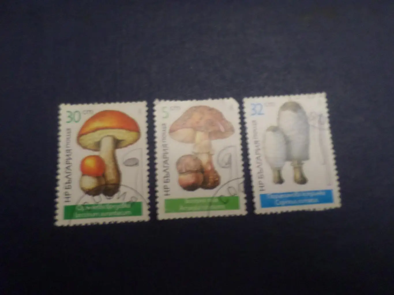 Марки Болгария флора Грибы 1987 гашеные