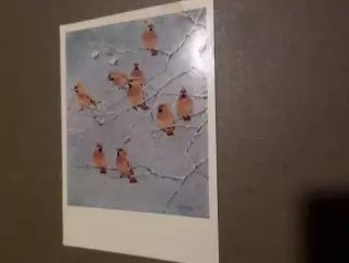 открытка Свиристели 1969 г