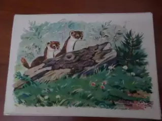 открытка Ласки 1956 г