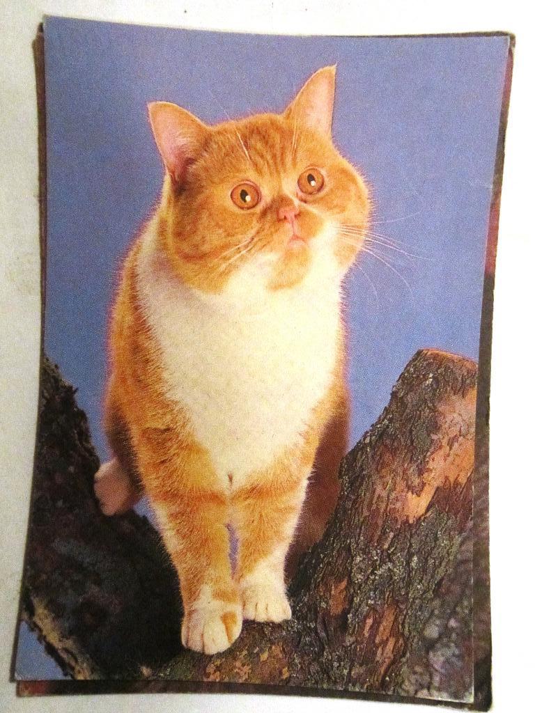 Календарик«Кошки» 1995
