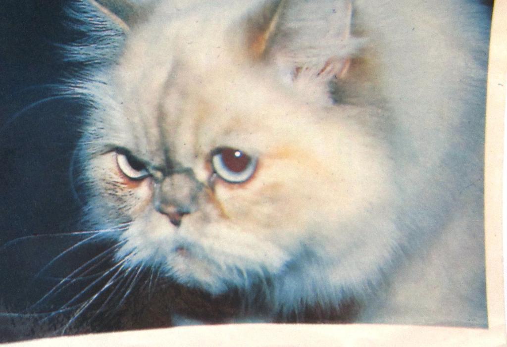 Календарик«Кошки» 1995