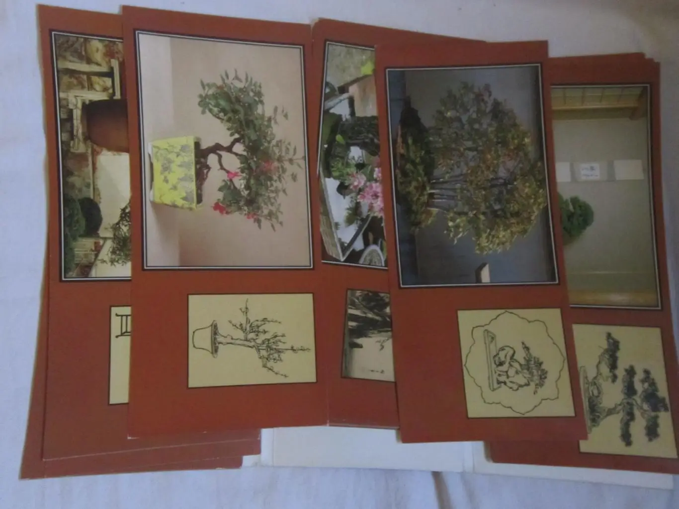 набор открыток Мир бонсаи 3