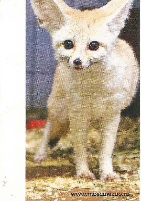 Билет. Московский Зоопарк