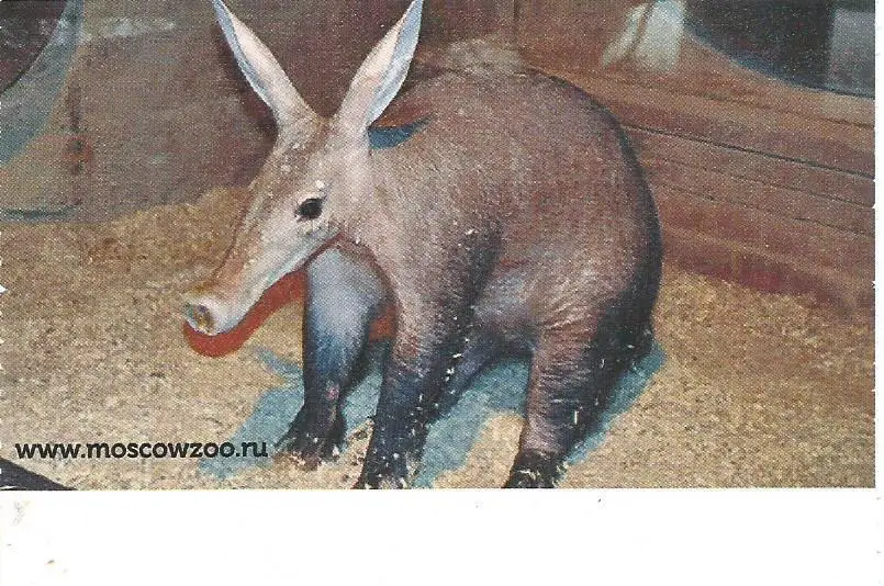 Билет. Московский Зоопарк