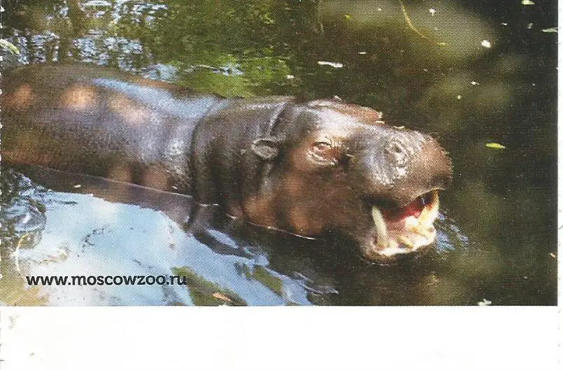 Билет. Московский Зоопарк
