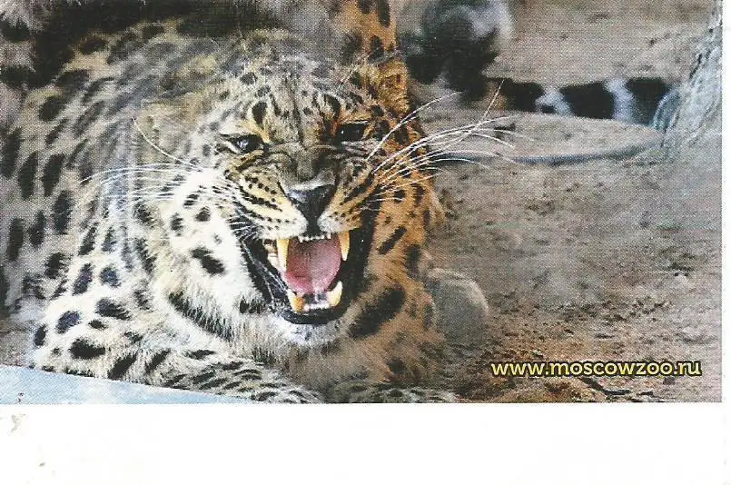 Билет. Московский Зоопарк