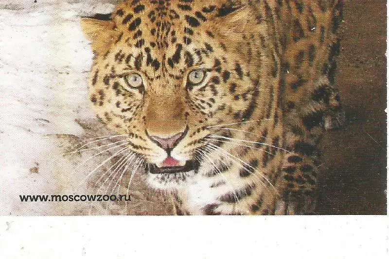 Билет. Московский Зоопарк
