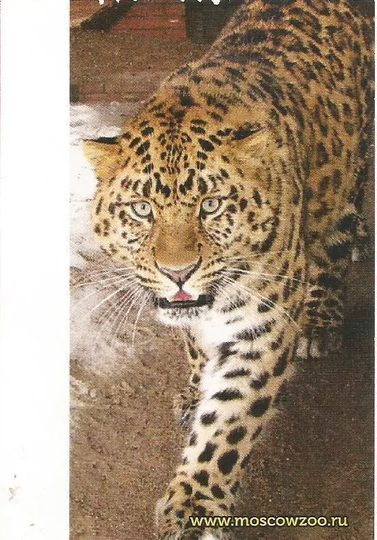 Билет. Московский Зоопарк
