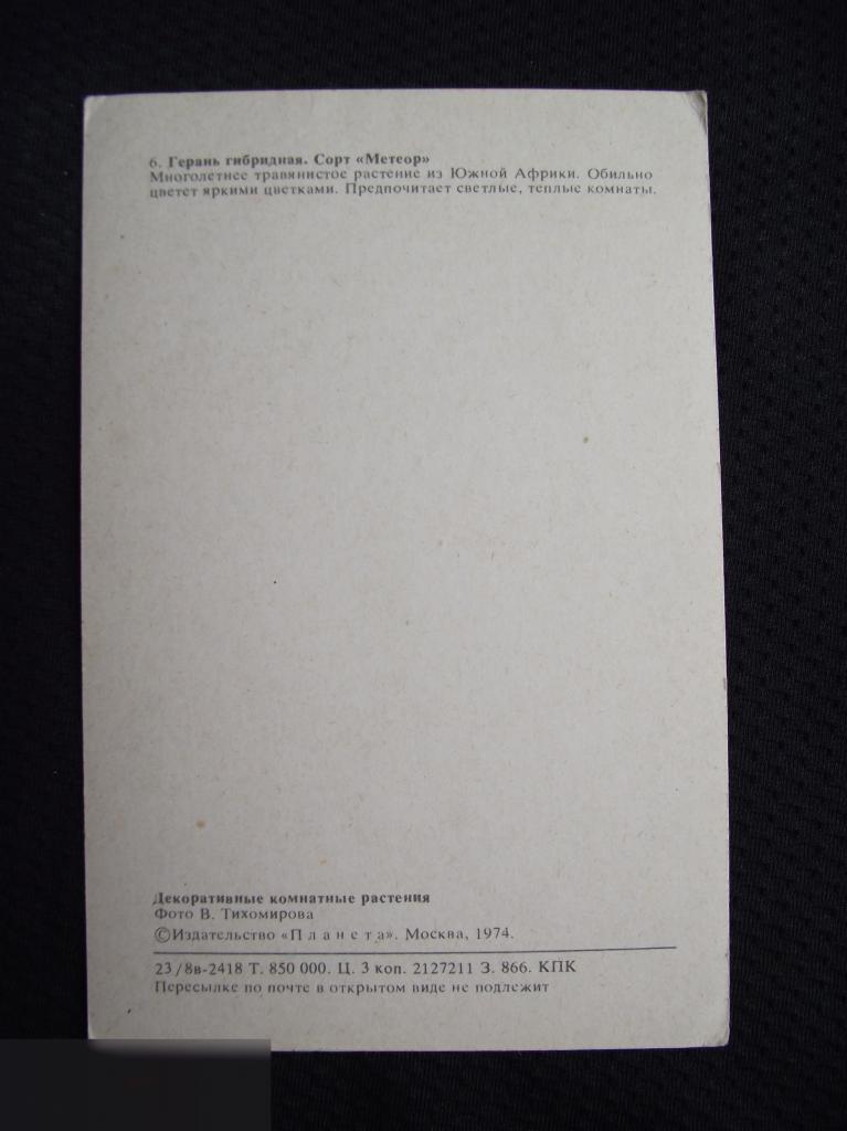 М ОТКРЫТКА СССР ЦВЕТЫ ДЕКОРАТИВНЫЕ КОМНАТНЫЕ РАСТЕНИЯ ГЕРАНЬ ГИБРИДНАЯ ФОТО ТИХОМИРОВА 1974 ЧИСТАЯ 2