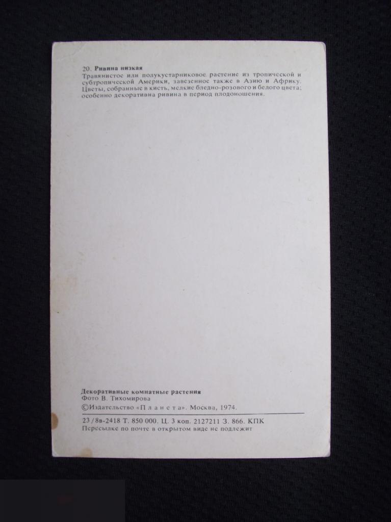 ОТКРЫТКА СССР ЯГОДЫ ДЕКОРАТИВНЫЕ КОМНАТНЫЕ РАСТЕНИЯ РИВИНА НИЗКАЯ ФОТО ТИХОМИРОВА 1974 ЧИСТАЯ 1