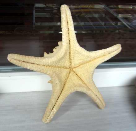 Морская звезда, большая 2