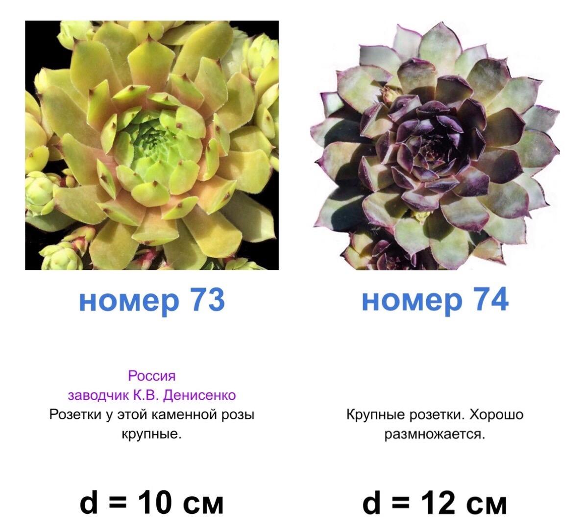 КАМЕННЫЕ РОЗЫ (молодила) 74 сортa 6