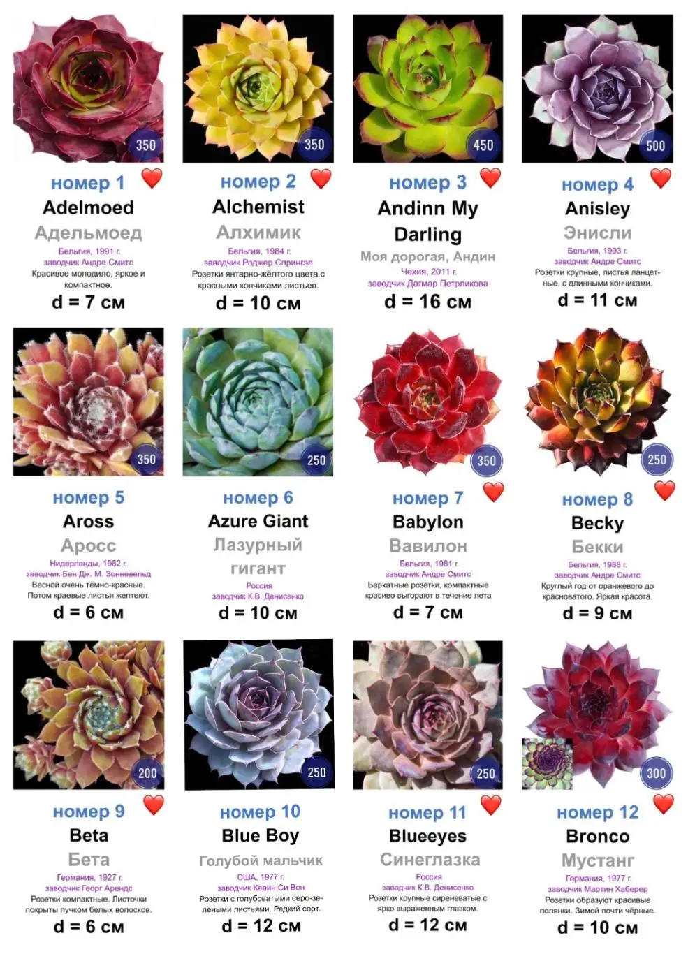 КАМЕННЫЕ РОЗЫ (молодила) 82 сортa