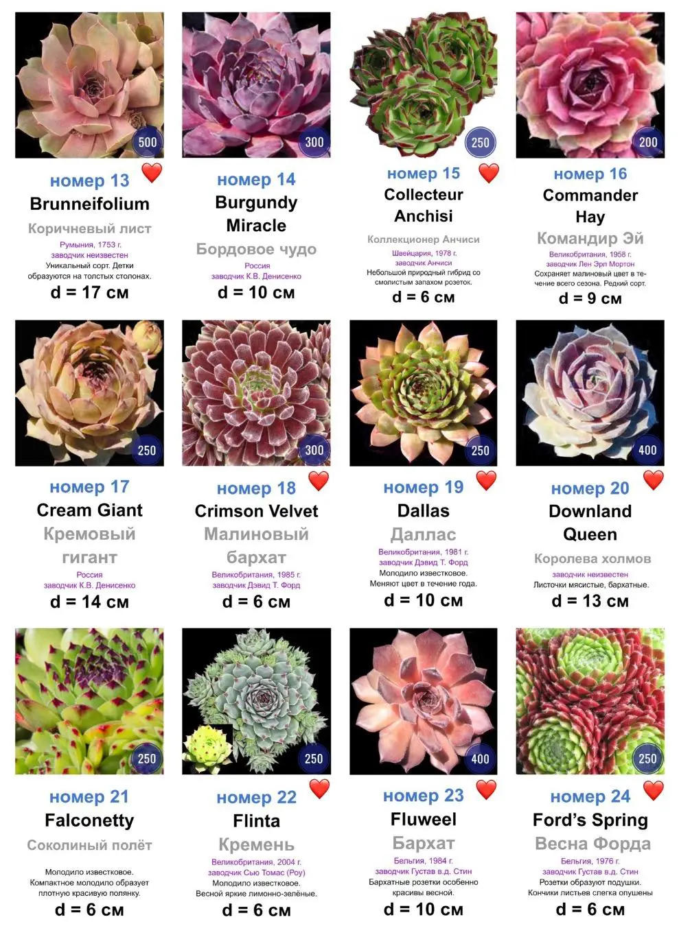 КАМЕННЫЕ РОЗЫ (молодила) 82 сортa 1