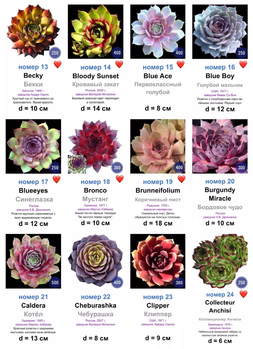 КАМЕННЫЕ РОЗЫ (молодила) 133 сортa (1 часть) 1