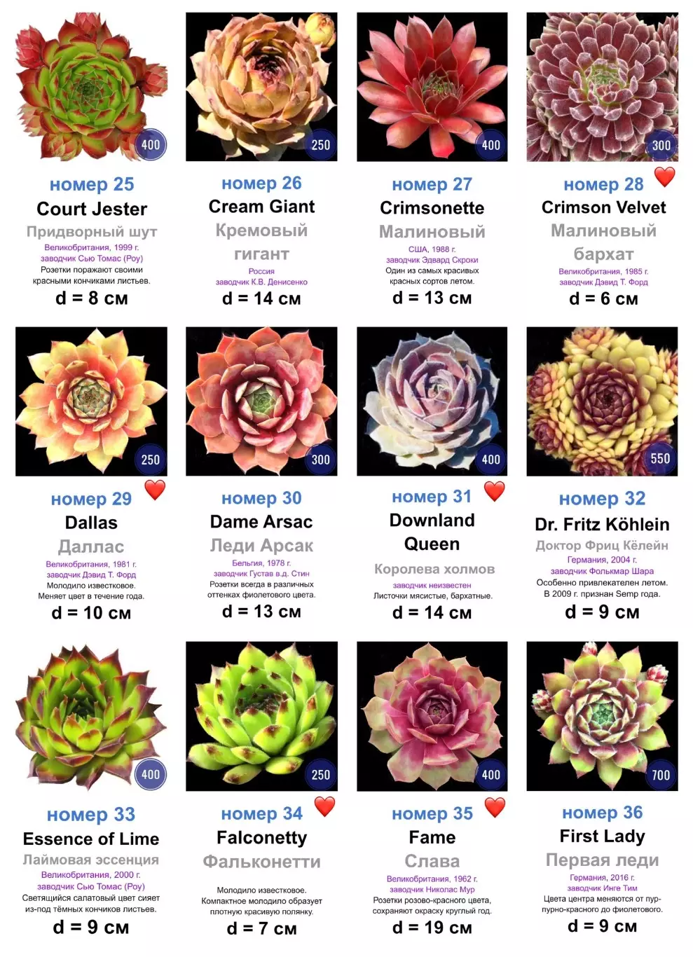 КАМЕННЫЕ РОЗЫ (молодила) 133 сортa (1 часть) 2