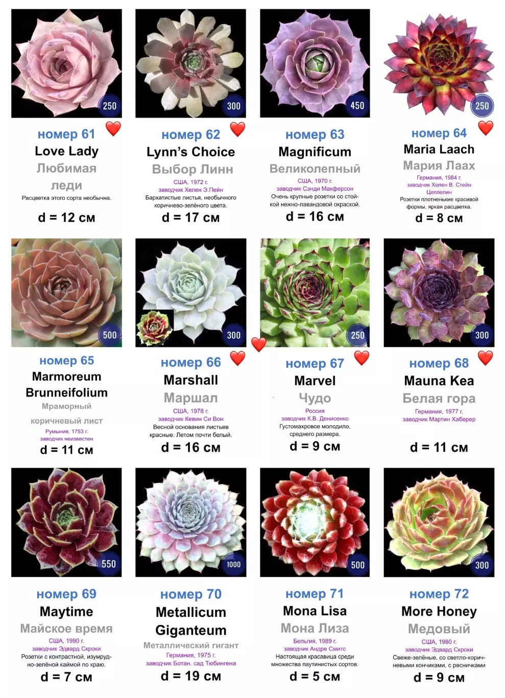 КАМЕННЫЕ РОЗЫ (молодила) 133 сортa (1 часть) 4