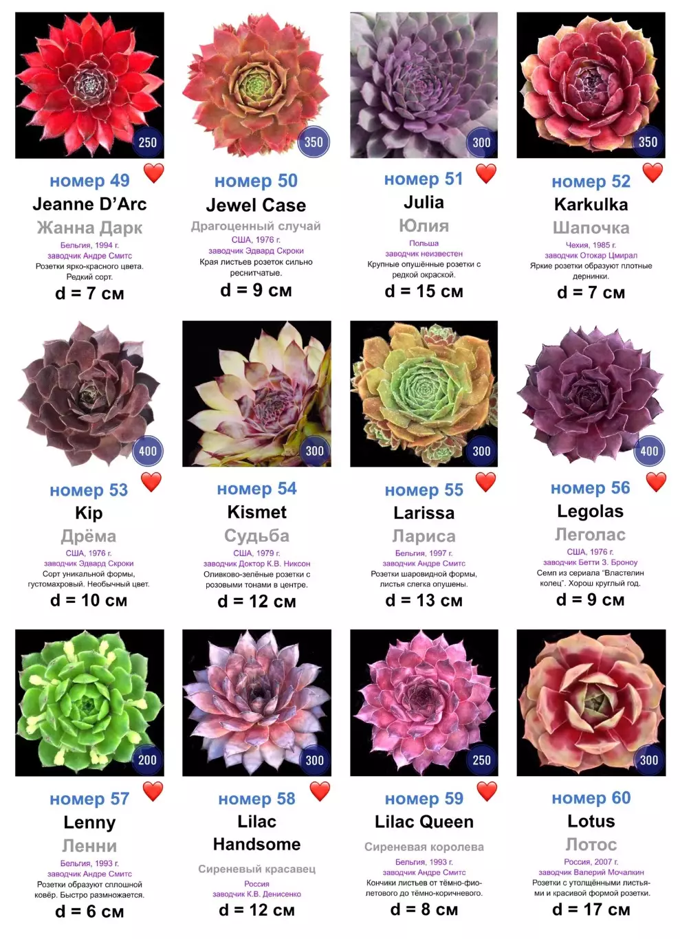 КАМЕННЫЕ РОЗЫ (молодила) 133 сортa (1 часть) 5