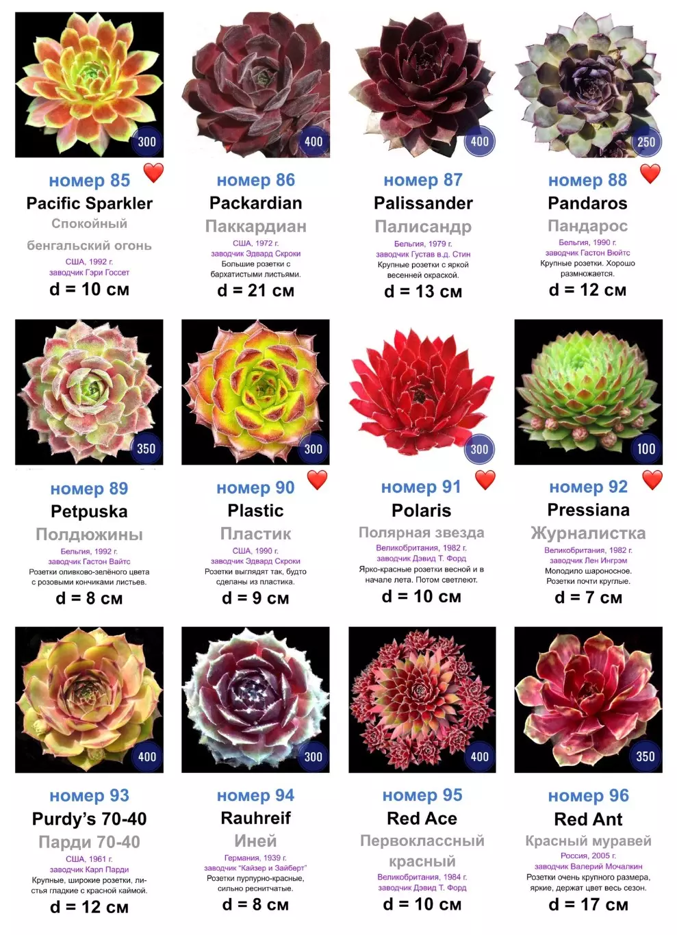 КАМЕННЫЕ РОЗЫ (молодила) 133 сортa (1 часть) 7