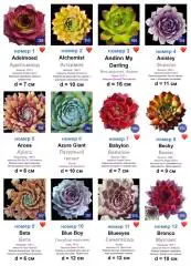 КАМЕННЫЕ РОЗЫ (молодила) 82 сортa