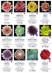 КАМЕННЫЕ РОЗЫ (молодила) 133 сортa (1 часть)