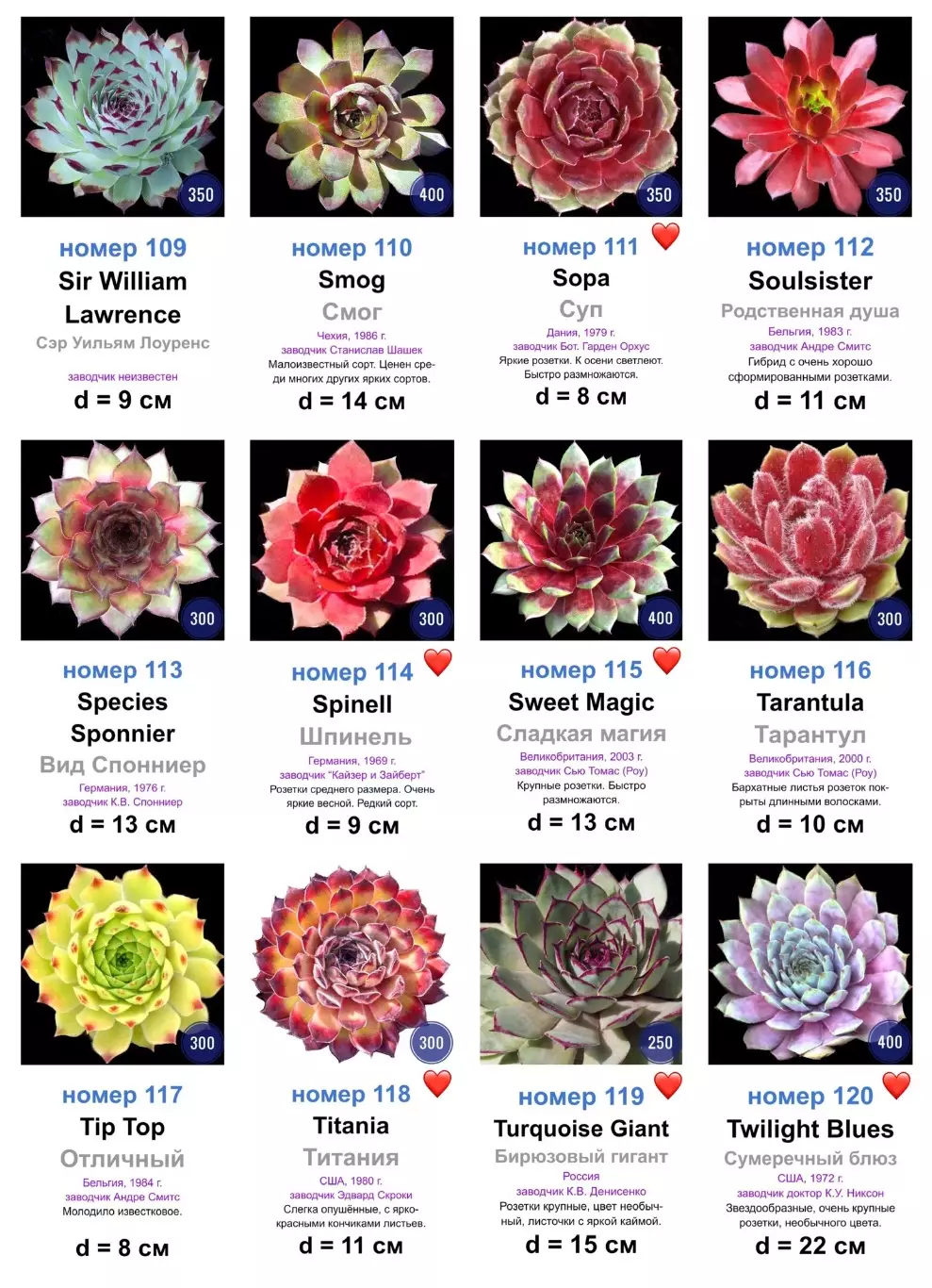 КАМЕННЫЕ РОЗЫ (молодила) 133 сортa (2 часть) 1