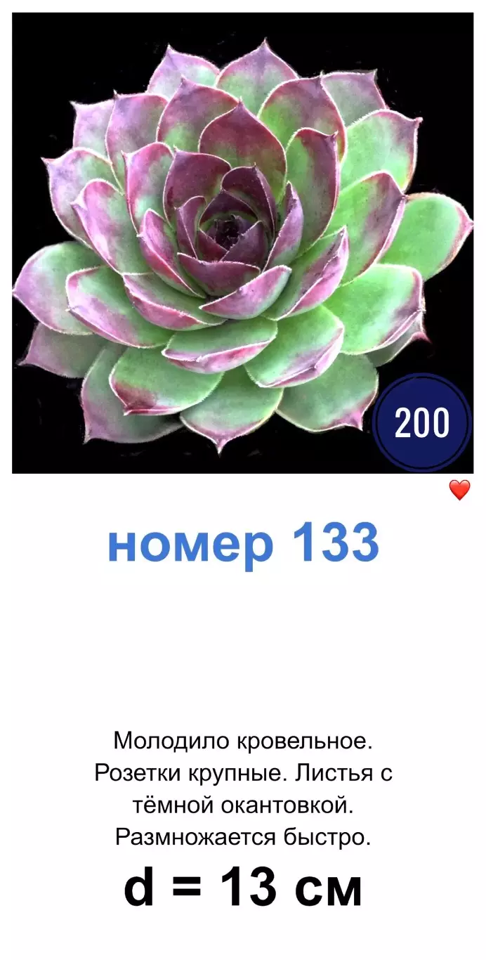 КАМЕННЫЕ РОЗЫ (молодила) 133 сортa (2 часть) 3