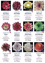 КАМЕННЫЕ РОЗЫ (молодила) 133 сортa (2 часть)