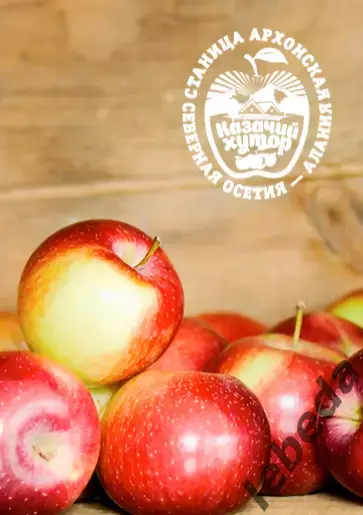 Алания Владикавказ - Динамо Владивосток - 2025 / 2026 г. (21.03.26.) Официал. 1