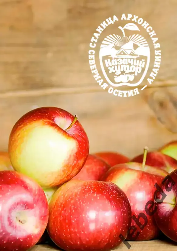 Алания Владикавказ - Текстильщик Иваново - 2025 / 2026 г. (14.09.25.) Официал. 1