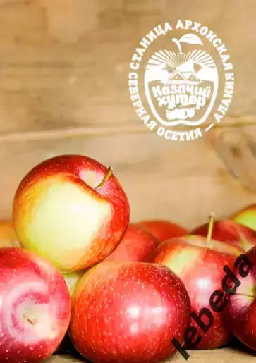 Алания Владикавказ - Динамо Владивосток - 2025 / 2026 г. (21.03.26.) Официал. 1