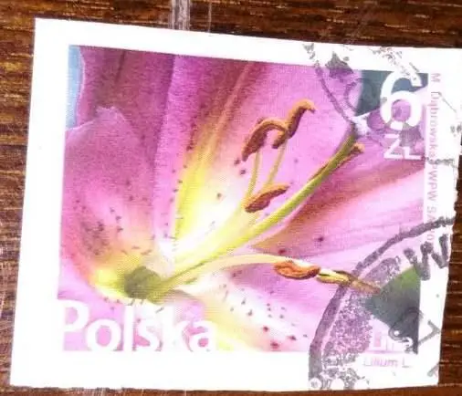 Польша цветы
