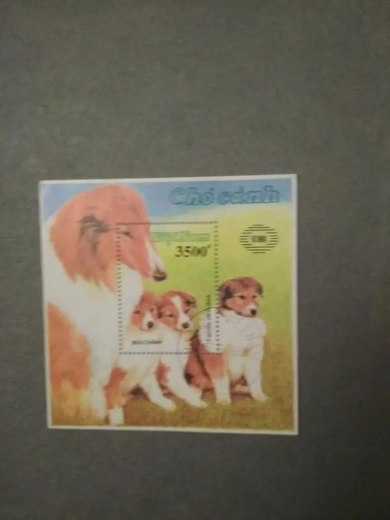 Собаки-колли