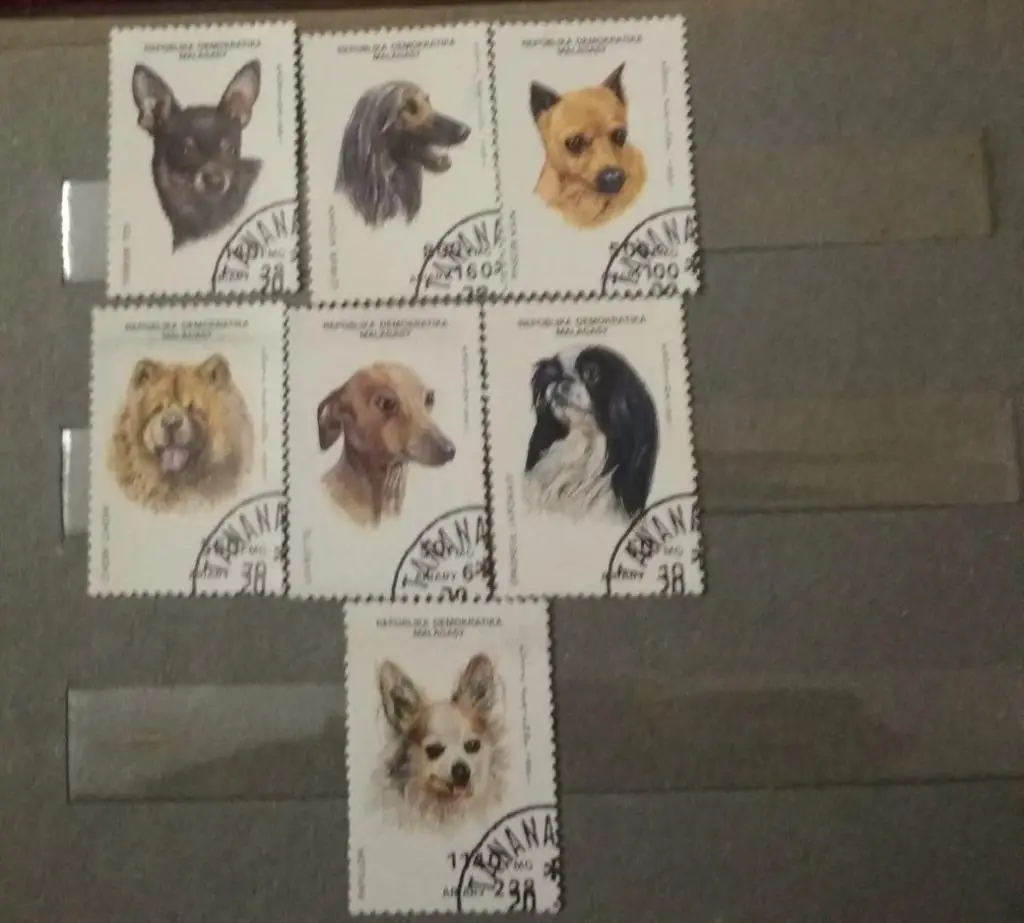 Собаки Блок Малайзия