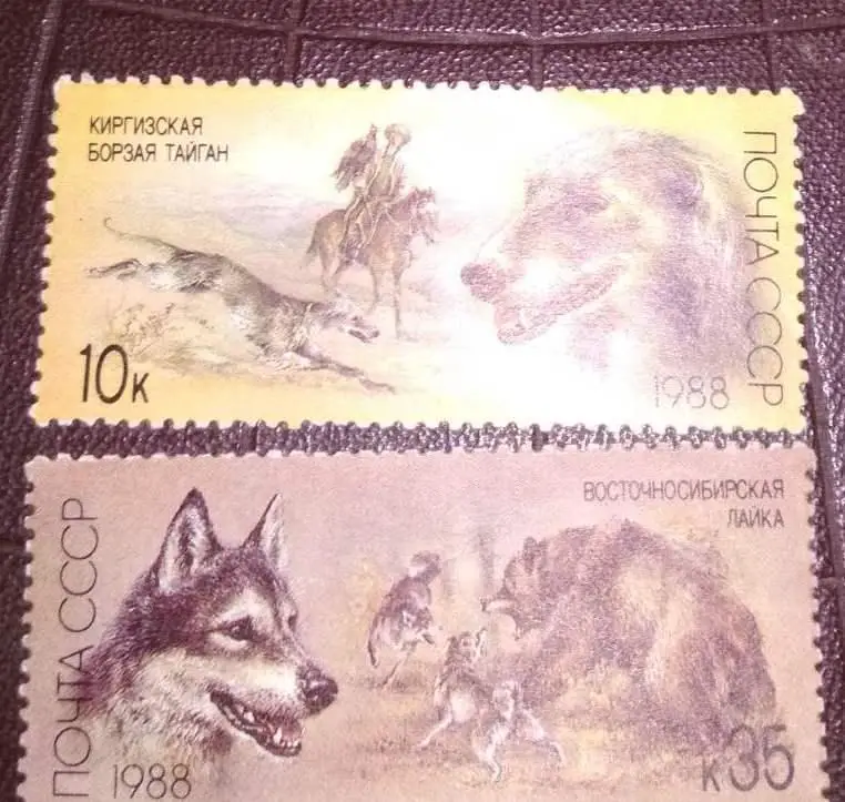 Собаки-Киргизкая борзая и лайка восточносибирская