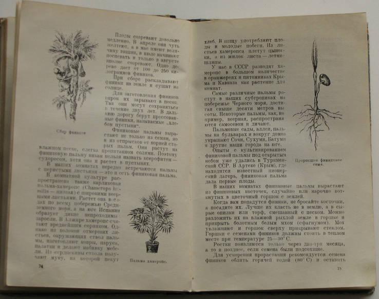 Верзилин Н., Путешествия с домашними растениями. 1949г. 4