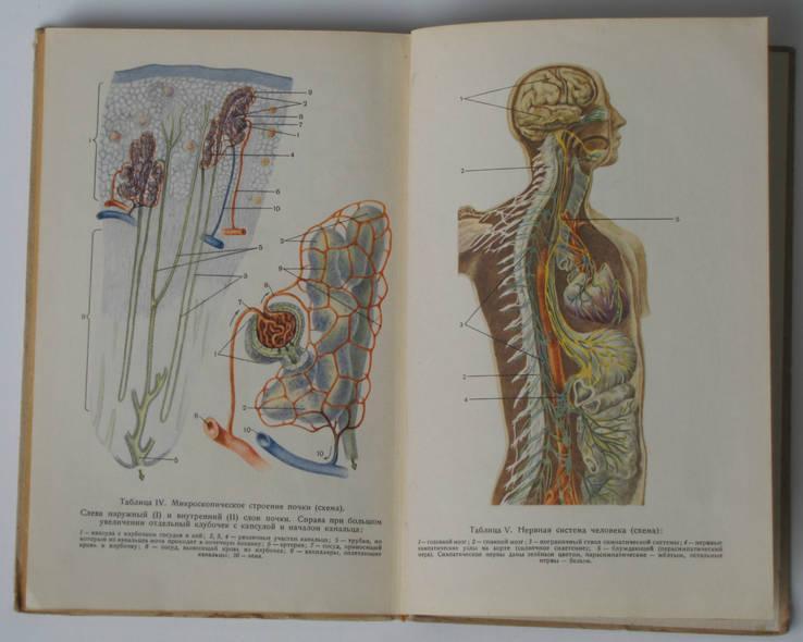 Кабанов А. Учебник анатомии и физиологии человека для VIII класса сред
