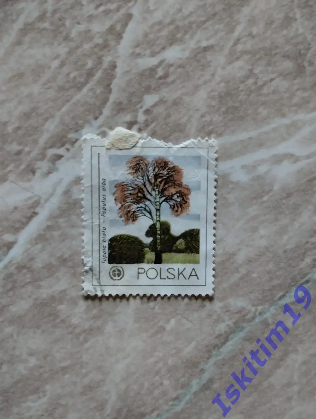 Марка. Польша. Белый тополь