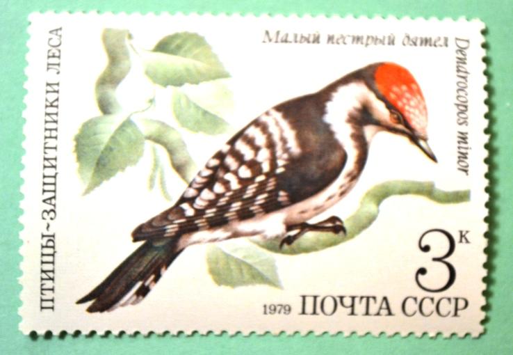 СССР 1979г Lesser Spotted Woodpecker (Dendrocopos minor)