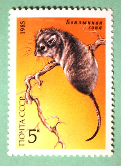 СССР 1985г Desert Dormouse (Selevinia betpakdalaensis)
