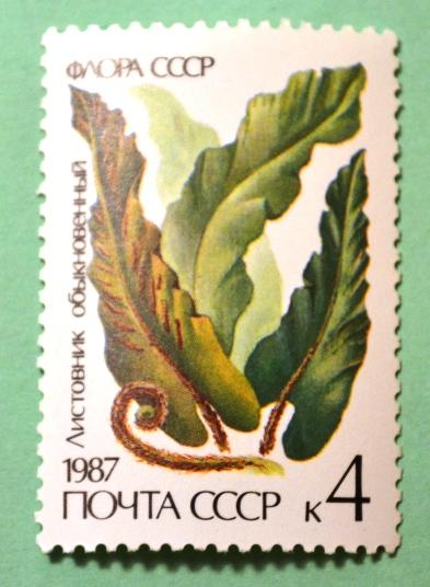 СССР 1987г Scolopendrium vulgare