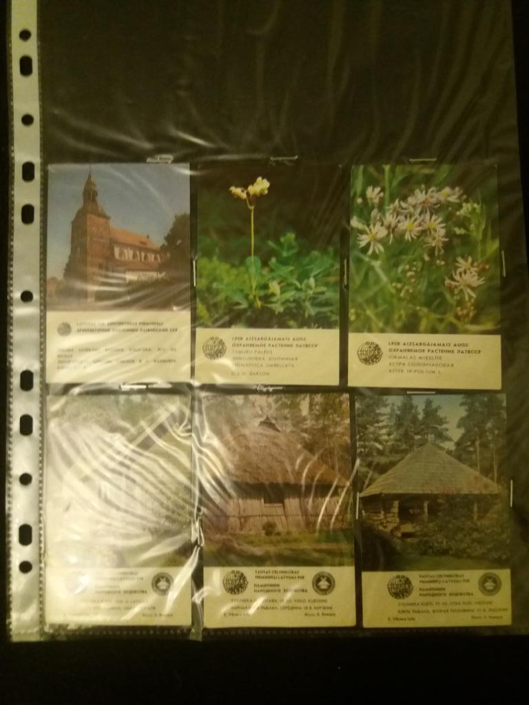 Календарики, растения, Прибалтика