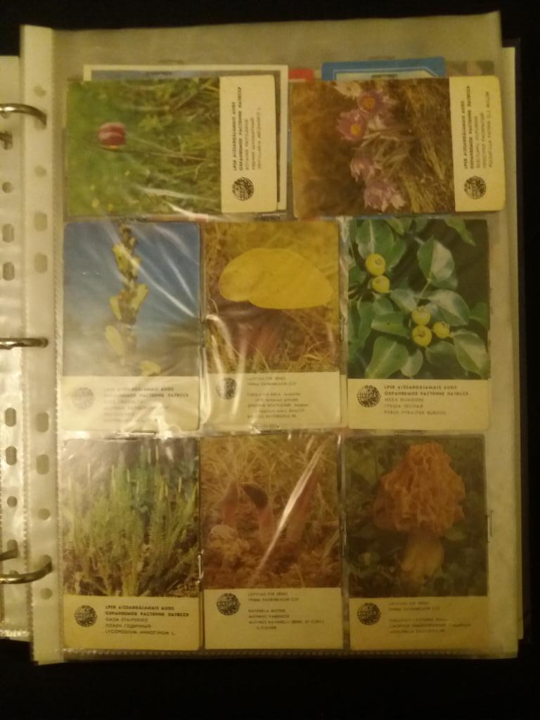 Календарики, растения, Прибалтика 2