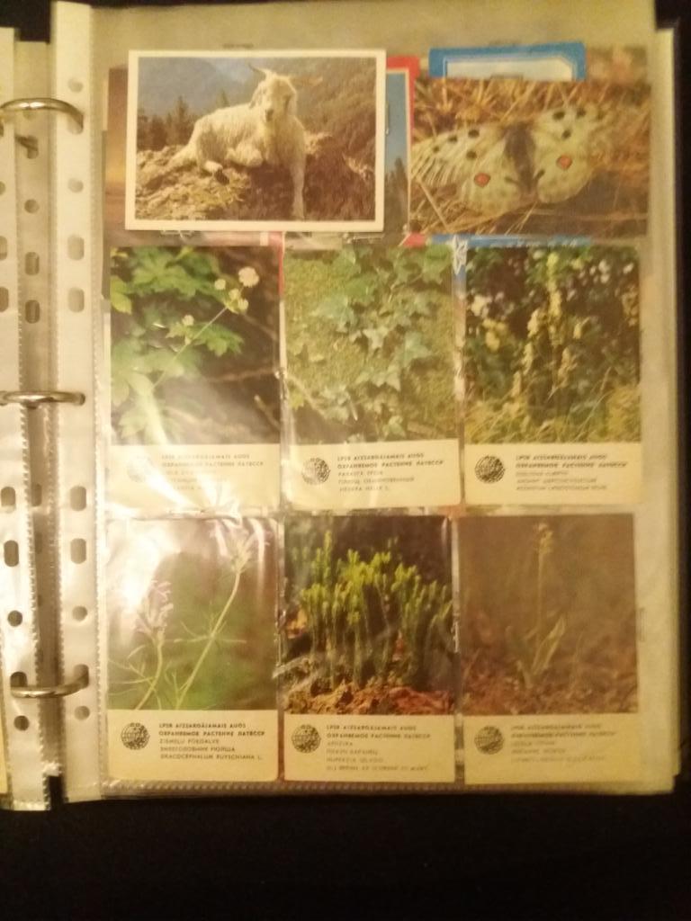 Календарики, растения, Прибалтика 3